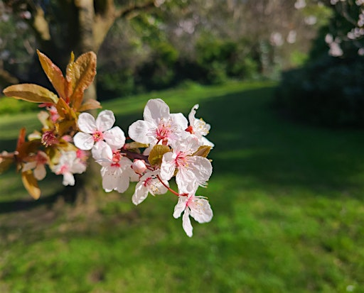 Spring Forest Bathing in Vogrie Country Park | Vogrie Country Park
