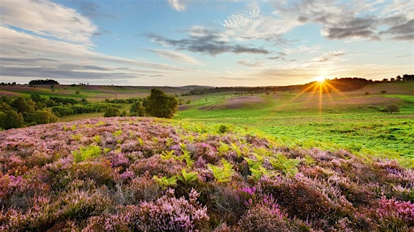 New Forest National Park Horseback Trail Ride (from Bath) | Bath Spa Station