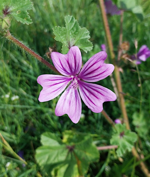 Summer Wild Food Identification and Foraging Foray 05/07/2025 | Horsham Park