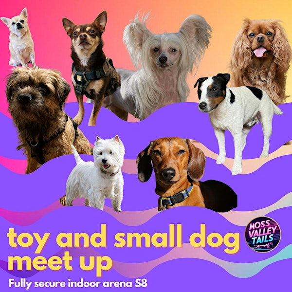 Off lead TOY AND SMALL dog social in a fully secure arena S8 | Moss Valley Tails