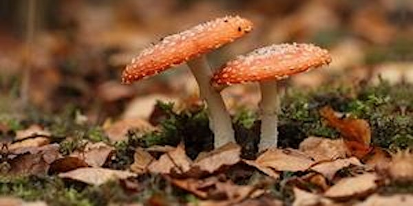 Fungi for Beginners | Tyland Barn