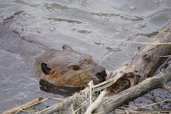 Beavers in the Weaselhead | Weaselhead Natural Area Parking