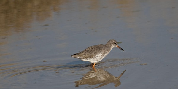 Autumn Birds at Testwood Lakes | Testwood Lakes Nature Reserve