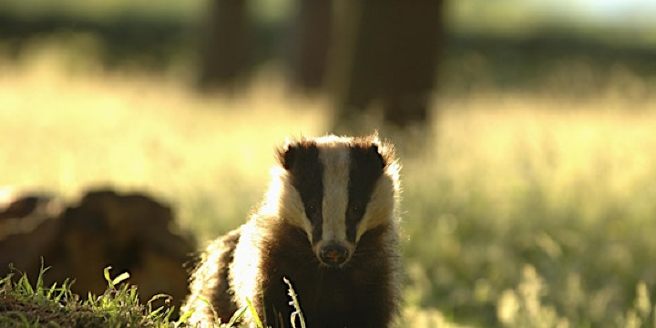 The British Badger | Nower Wood Educational Nature Reserve