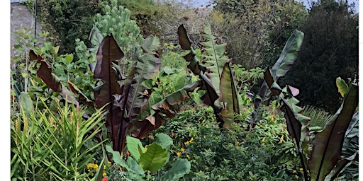A  day visiting  contrasting gardens in Mousehole, St Buryan and St Just | Mousehole Harbour
