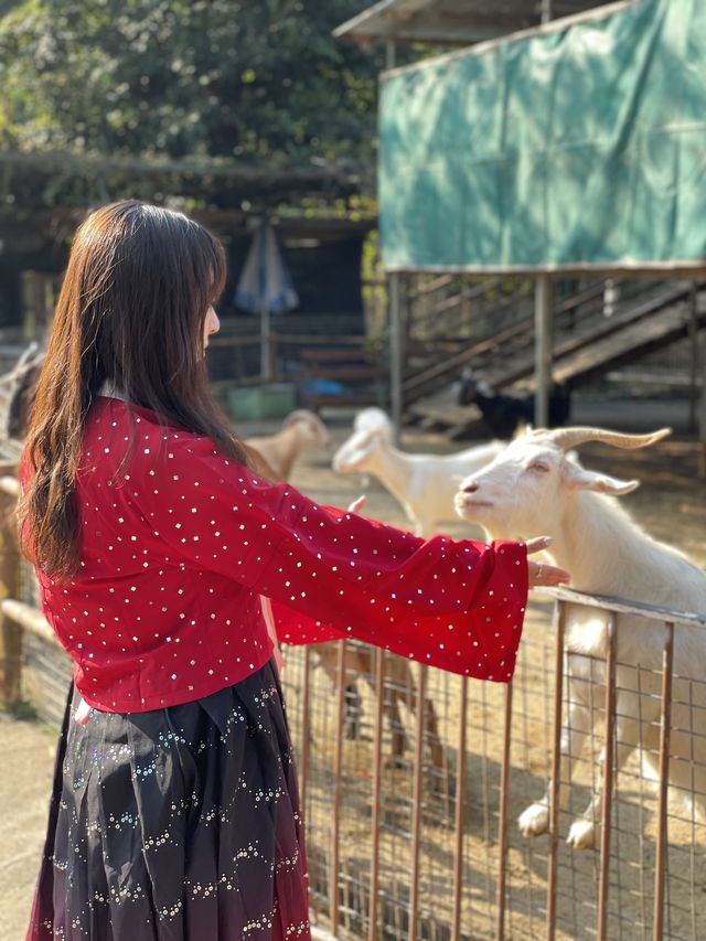 《穿越漢楓》大棠漢服節 親親小動物🦚