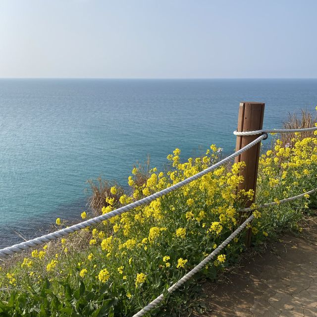 제주도 유채꽃 명소, 함덕해수욕장 + 서우봉