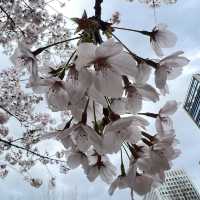 【東京】東京のど真ん中にある自然豊かな公園