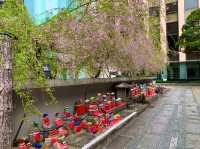 京都　SAKURA 桜めぐり❗️聖徳太子が創建した六角堂の桜に感動❗️