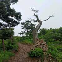 태백산 유일사코스(최단)