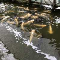 Jong Crocodile Farm - Serian