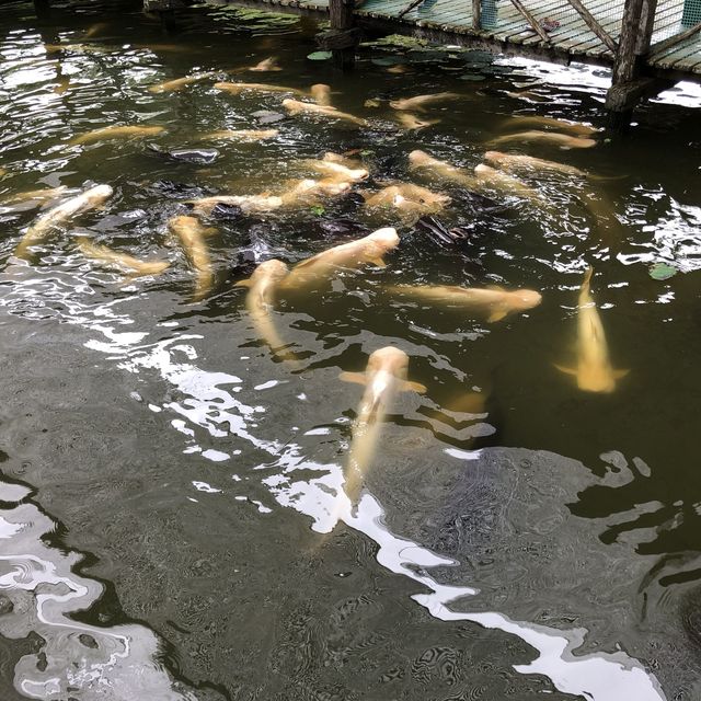 Jong Crocodile Farm - Serian