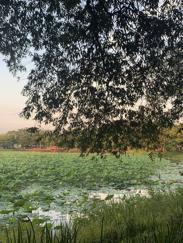 경남 진주 최고의 연못공원💚 강주연못 💚