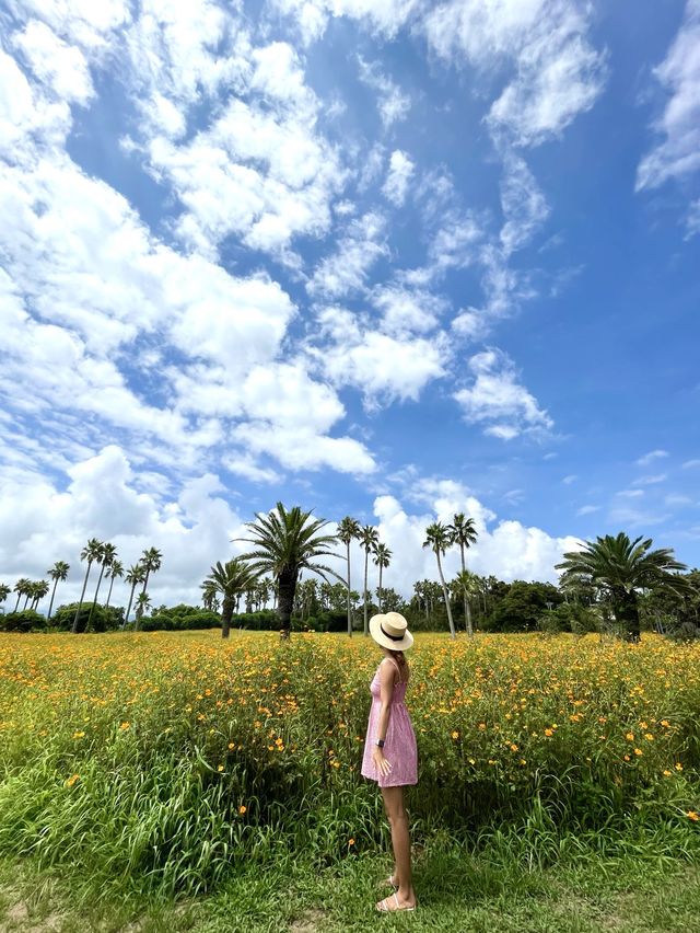 바다와 황화코스모스를 함께 볼 수 있는 곳💛