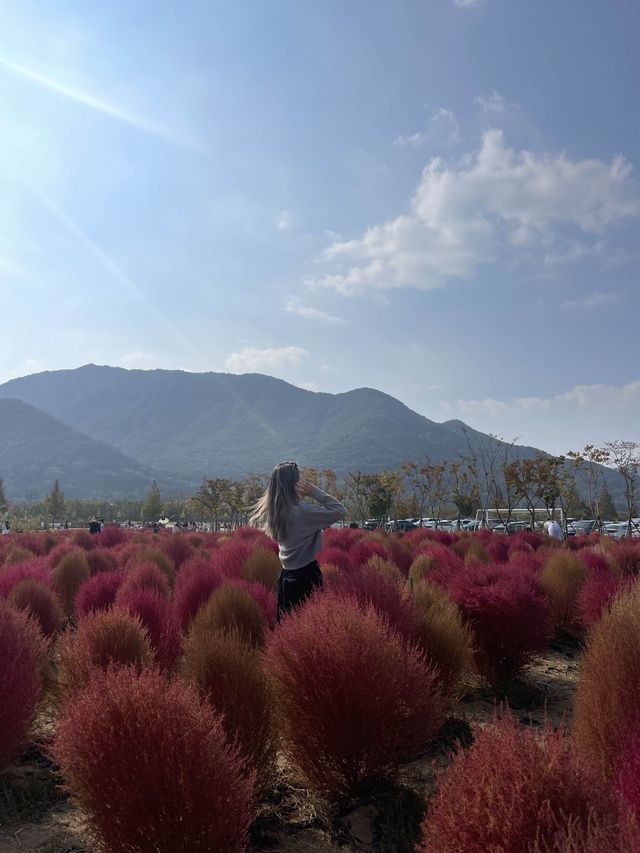 [경남/양산]양산에 붉게물든 댑싸리❣️