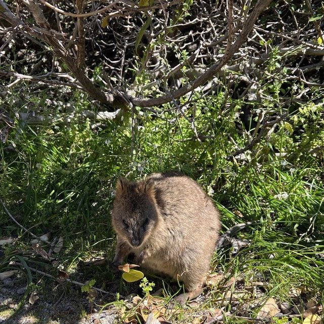 Cute Quokkas at Rottnest Island😍