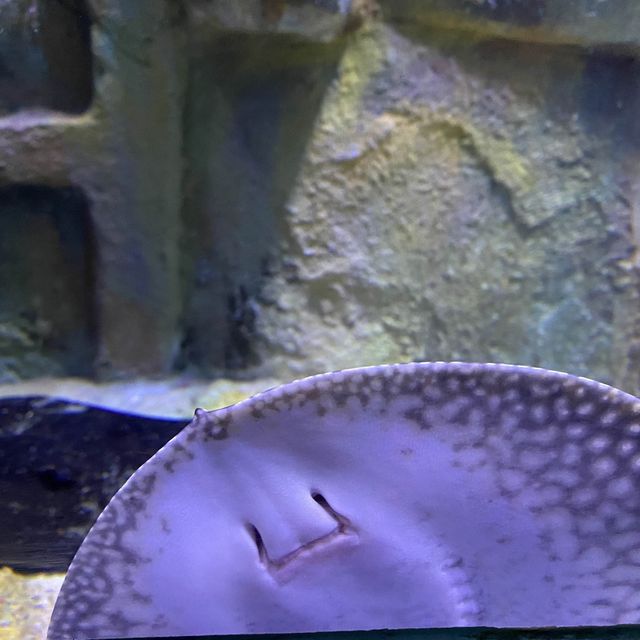 altTitle