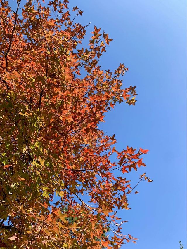 【突襲大棠楓香林？！意想不到的偶遇紅葉🍁】