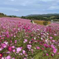 北海道遠軽町　日本最大級のコスモス畑