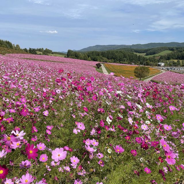 北海道遠軽町　日本最大級のコスモス畑