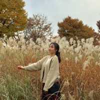 단풍과 억새가 기다려지는, 서울숲🍁