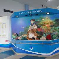 【沖縄･久米島】海に入らなくても会えるカメさん