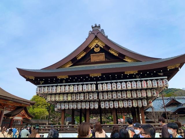 京都　SAKURA 桜めぐり❗️八坂神社の桜に感動❗️