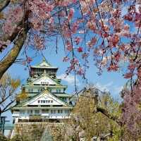 Cherry Blossoms at Osaka