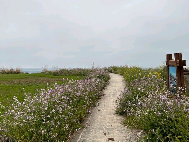 가파도 봄 청보리밭