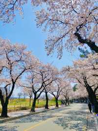 올 봄 핫플이었던 대릉원 돌담길 벚꽃길🌸
