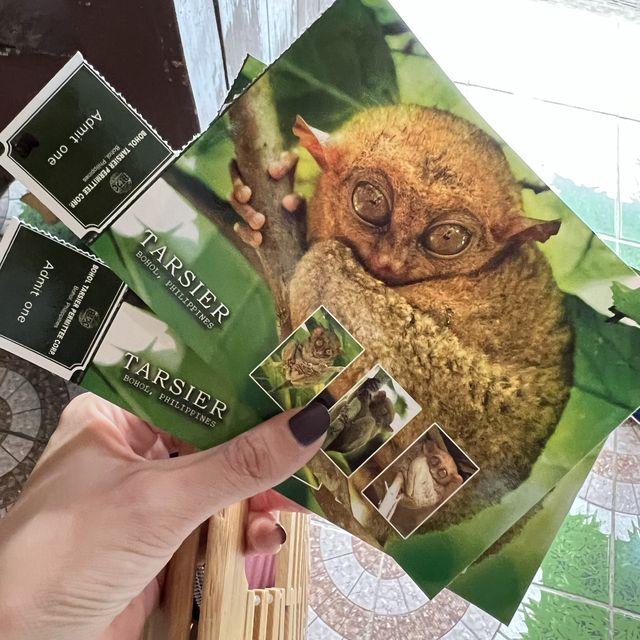 the Philippines 🇵🇭 Bohol: chocolate hills and tarsiers