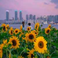 🌊아름다운 푸른바다와 해바라기가 함께하는곳 [부산, 광안리해수욕장/해변공원]🌻