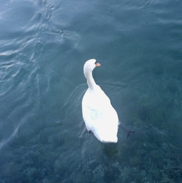 Afternoon Breeze by the Lake Geneva 