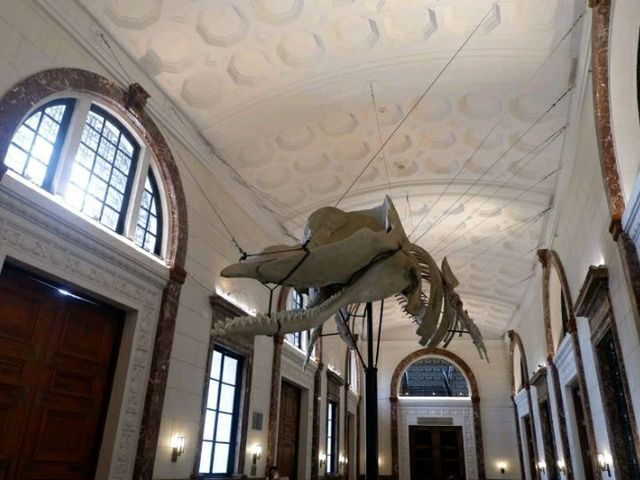 National Museum of Natural History