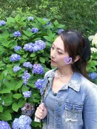 繍球花季景點 杉林溪森林遊樂園