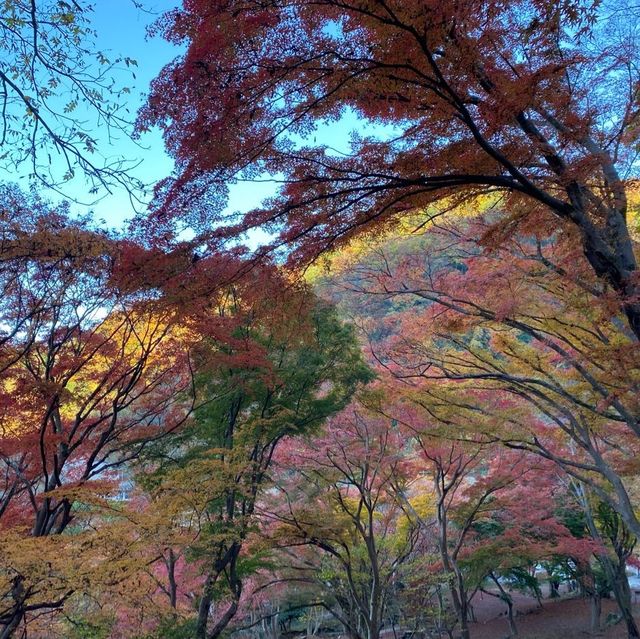 鋪天蓋地的絕美紅葉 – 八瀨紅葉小徑