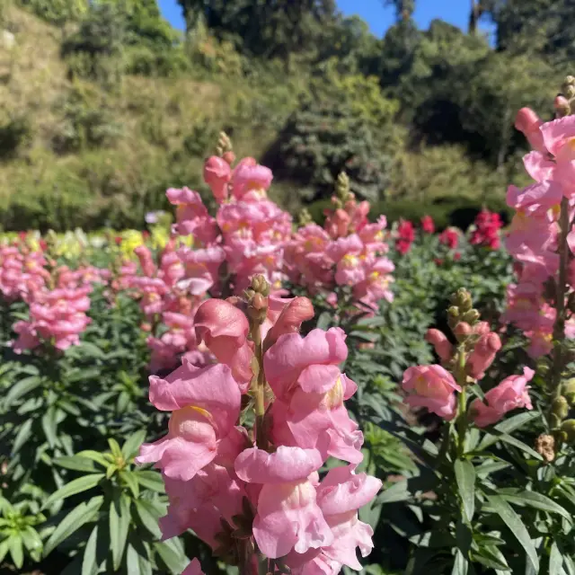 Doi Inthanon National Park