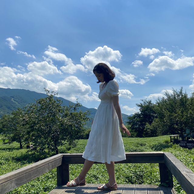 알프스 하동의 목장같은 녹차밭, 매암제다원🍵