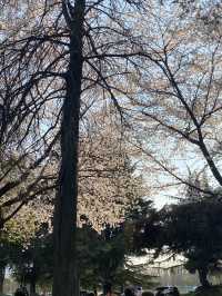 벚꽃맛집 🌸 광주 중외공원 