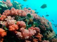 ชมความงามของประการังเจ็ดสี ที่ร่องน้ำจาบังหลีเป๊ะ