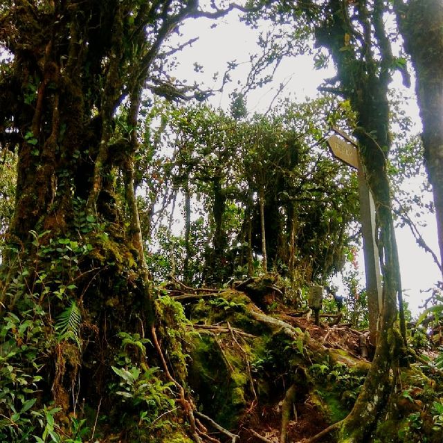 Hiking at Cameron Highland