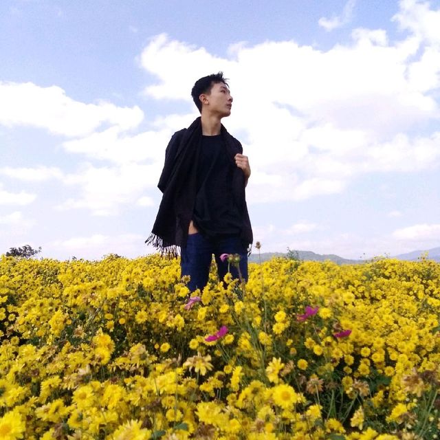 ทุ่งคอสมอส และเก๊กฮวยหน้าหนาว