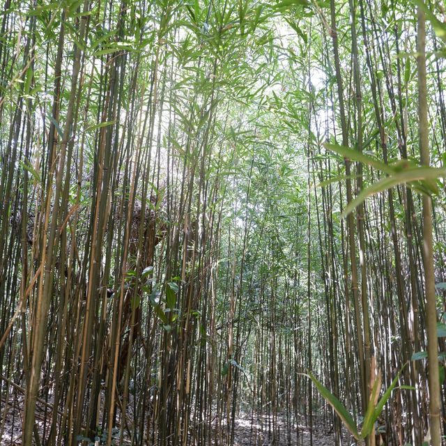 清明上山觀壯闊山景