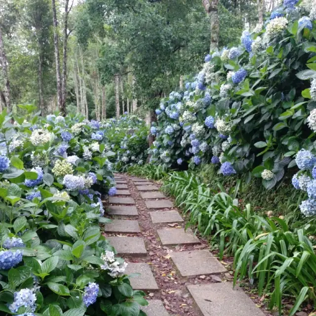 熱門拍照打卡景點｜太麻里繡球花｜浪漫氛圍不拍可惜