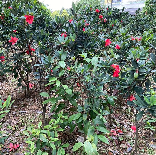賞花的好地方-荃灣公園