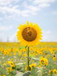 🌹라비앙로즈 꽃구경 : 해바라기 천국 안성팜랜드! 🌻