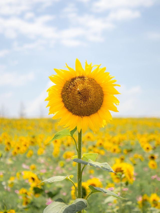 🌹라비앙로즈 꽃구경 : 해바라기 천국 안성팜랜드! 🌻