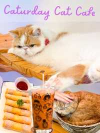 คาเฟ่แมว ย่านราชเทวี😸
