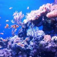 The Jelly Fish and Deep Ocean Marine Life