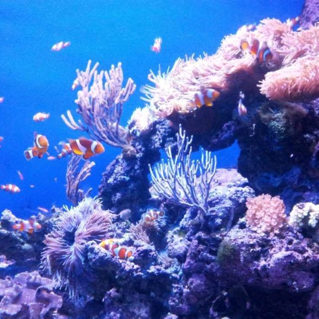 The Jelly Fish and Deep Ocean Marine Life